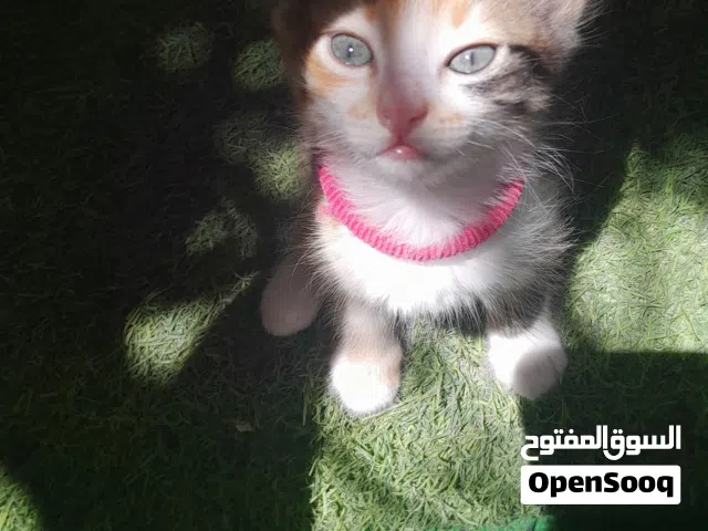 قطة كاليكو أنثى صغيرة للتبني