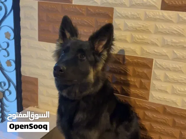 للبيع كلب بصحة جيدة بحالة جيدة العمر ستة أشهر مطلوب 150 قابل