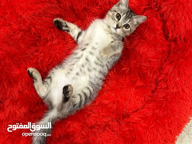 قطط للتبني