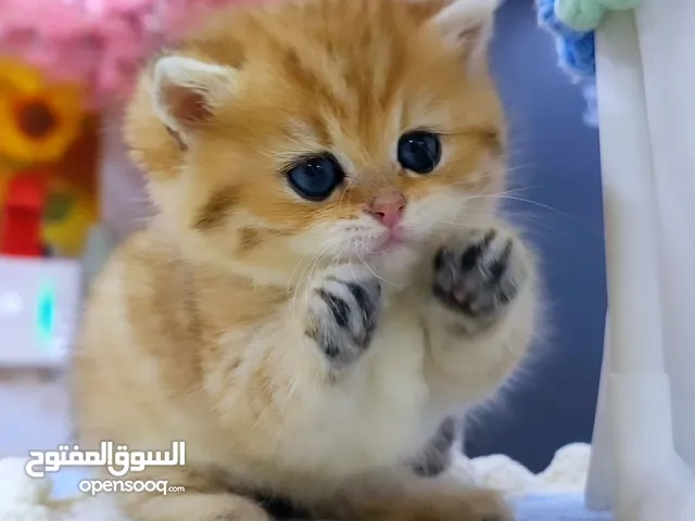 munchkin kitten for adoption