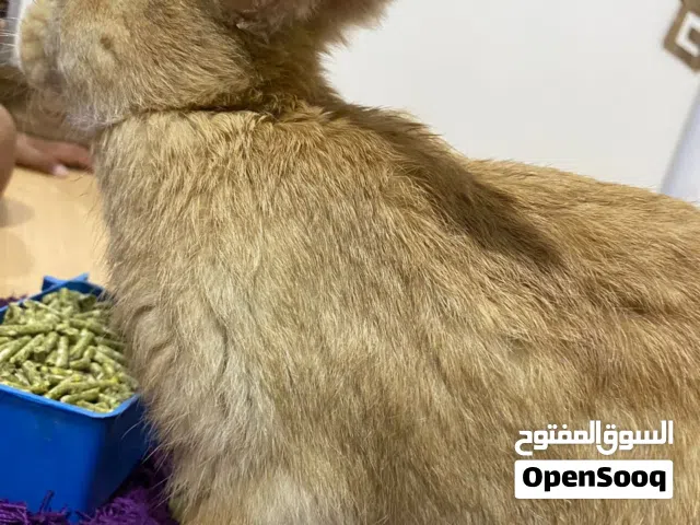 دكر بابيون عملاق