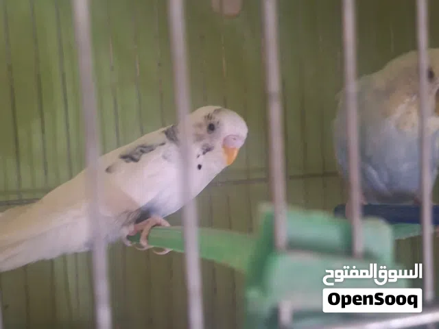 عصافير حب بجننو