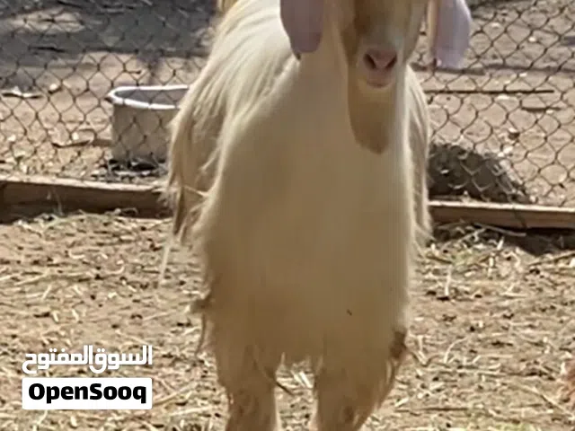 جدي فحل للبيع