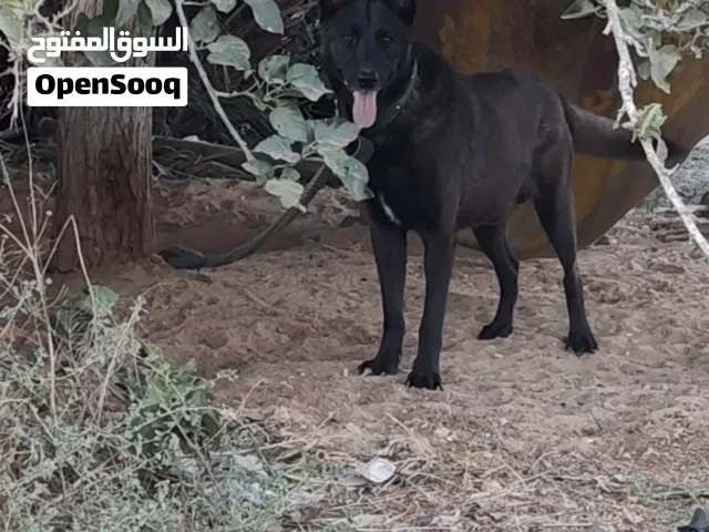 يوجد كلب مالينوا ماكسيكي درجه اوله استراد جزائر للبيع بسعر حرق