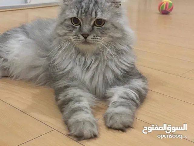 للبيع قط شيرازي Mix لون أسود ورمادي (Kenzo)