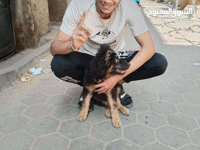كلاب جيرمن لونج هير للبيع
