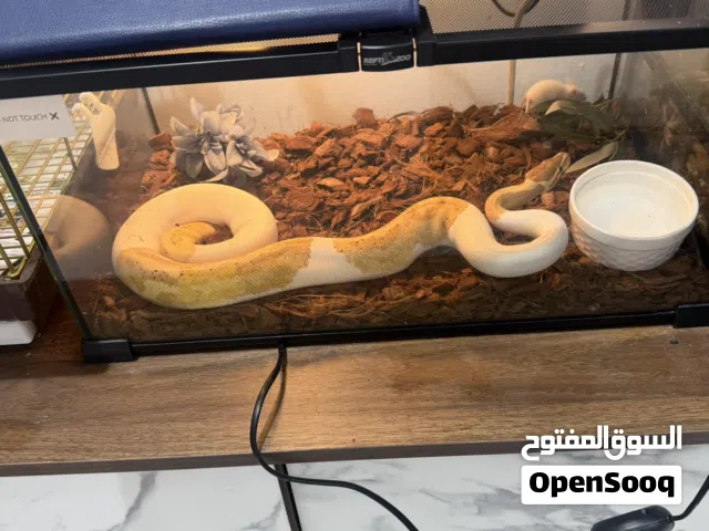 بول بايثون