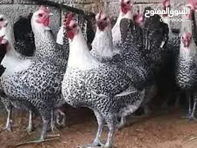 دجاج فيومي بياض