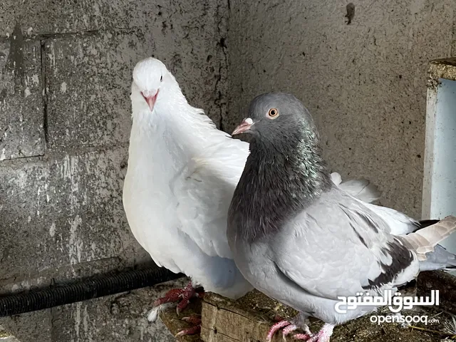 حمام كيرنو وسلفر للبيع في قلقيلية