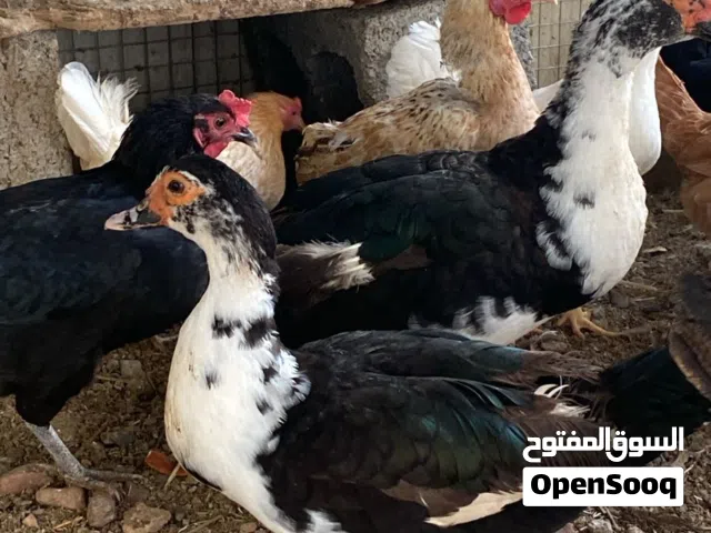 للبيع بط مصري عبري