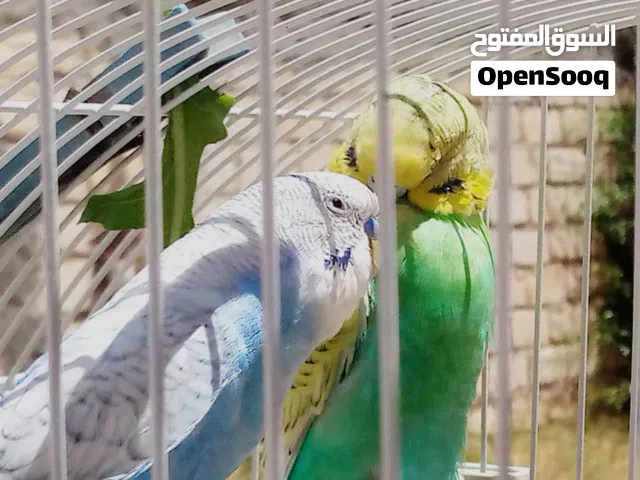 سلام عليكم متوفر زوج بقلينو متوالف مصوقر عندي مرتين بصور مكينه ربي يبارك اقرا وصف