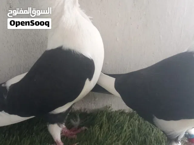 جوز مخلف اسطنبولي برمن قطش ومقاليب  ثاني بطن الهن شغال كفاله موجود صور اولادهن