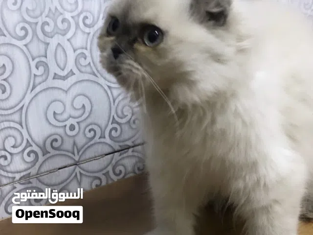 قطه أنثى للبيع