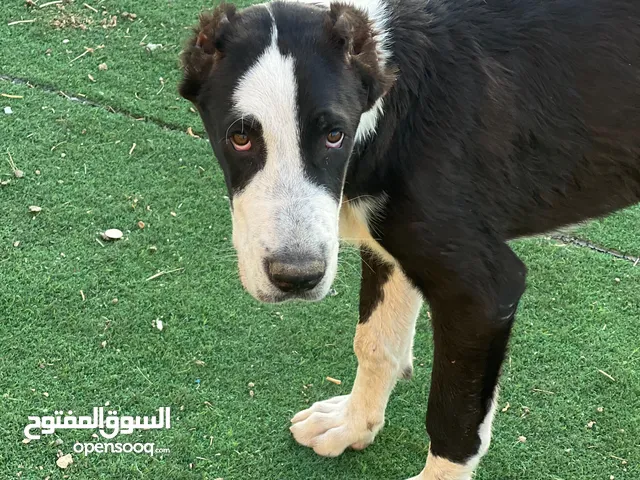 جرو الباي للبيع سلاله أبطال