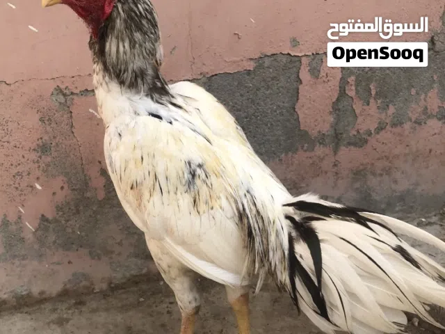 للبيع ديك باكستاني ميوالي