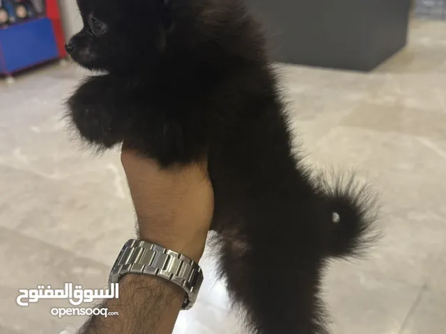 للبيع بومرينيان