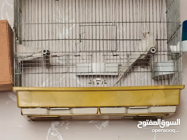 جوزين كوكتيل جوز البينو وجوز الفحل لاتينو والطيرة وايت فيس سعررررر حرقققق