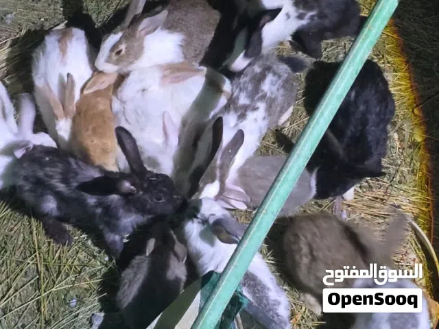 للبيع ارانبً مختلف الأنواع عماني وهجين وفرنسي احجام كبيرة ومتوسط وصغير السعر على حسب النوع