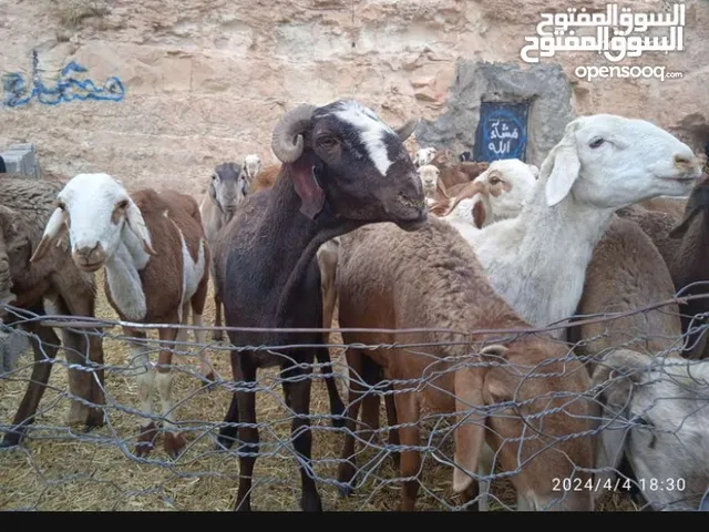 خرفان سوداني جبل الغربي فرسطاء