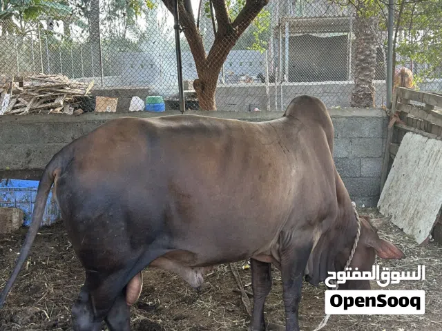 ثور الحجم الكبير ماشاءالله حلال طيبه
