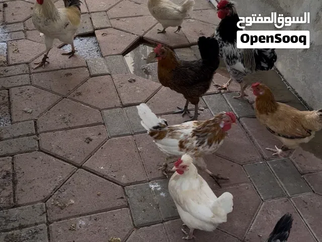 ديك كويتي للبيع