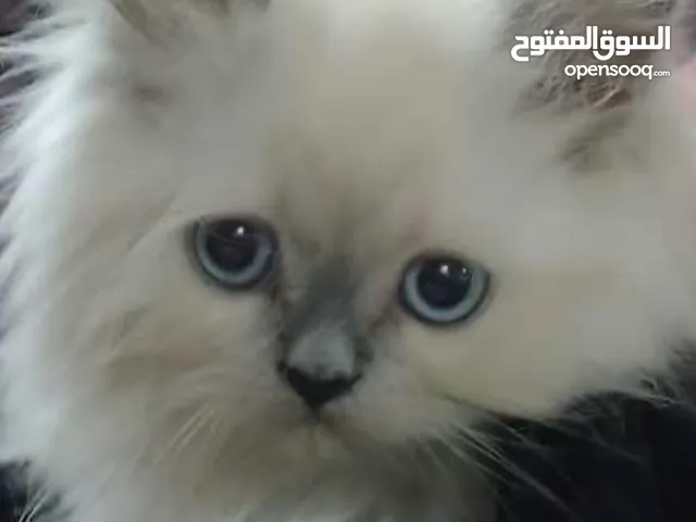 قطه هملايا لعوب عمرها شهرين مع امها / عمر الام سنه وشهرين بيضاء مرحه منجبه