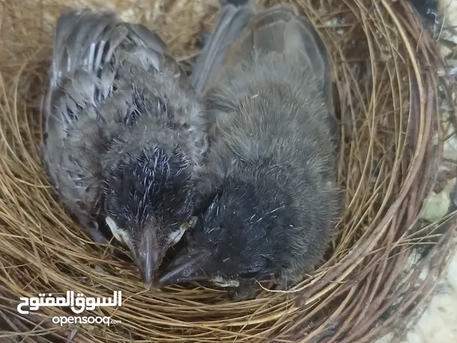للبيع بلابيل كشميري سوبر جامبو