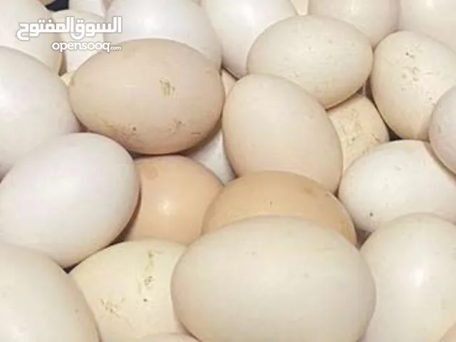 بيض عماني مهجن مع فرنسي