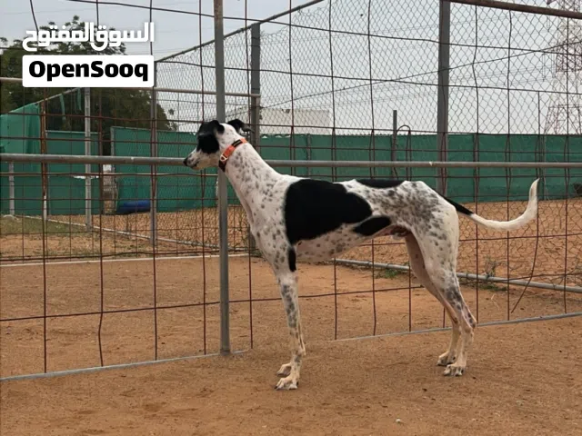 كلب سلق  مهجن