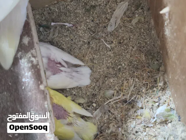 زوج روز مع فراخة