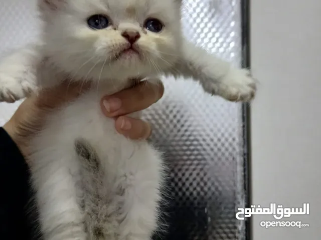 قطط راغدول بيور مع بوكس اغراض هدية الدببة الصغيرة جاهزة عمر 45يوم الشارقة