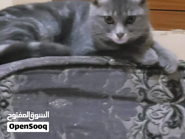 قط جميل لعوب للتبني
