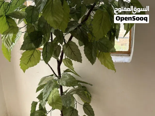 أشجار نباتات للزينة