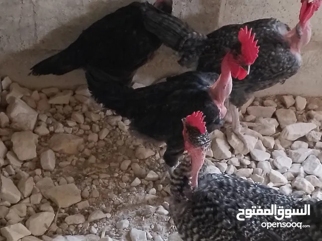 ديوك لوهمن وأبو رقيبه