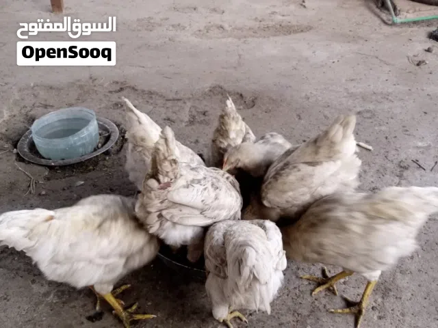 ديوجه معمل للبيع