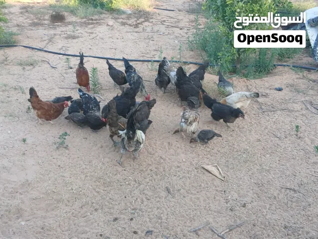 10دجاج وفروج للبيع طرف ب40 زاويه جدئم