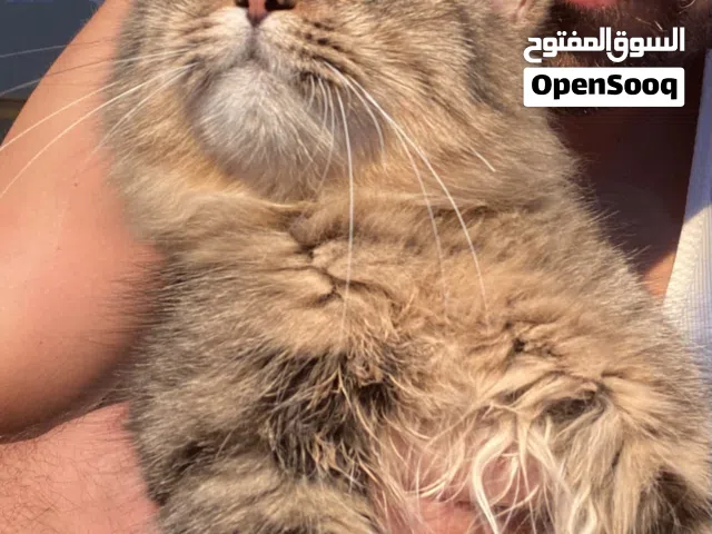 Cat for adoption  قطة للتبني