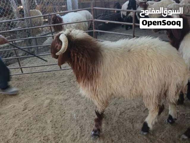 جزار وقصاب ابو محمد لحام الاعياد