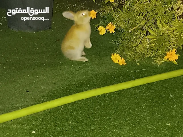 bunny only 3kd