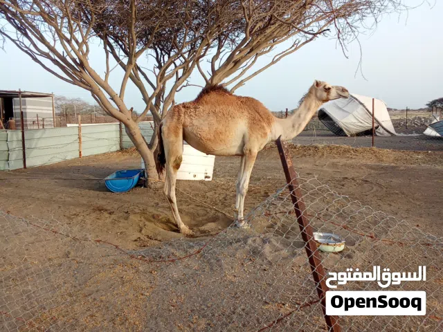 بكره عمرها تقريبا ثلاث سنوات او شويه زياده
