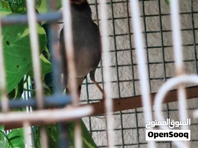 طائر المينا واقفاص