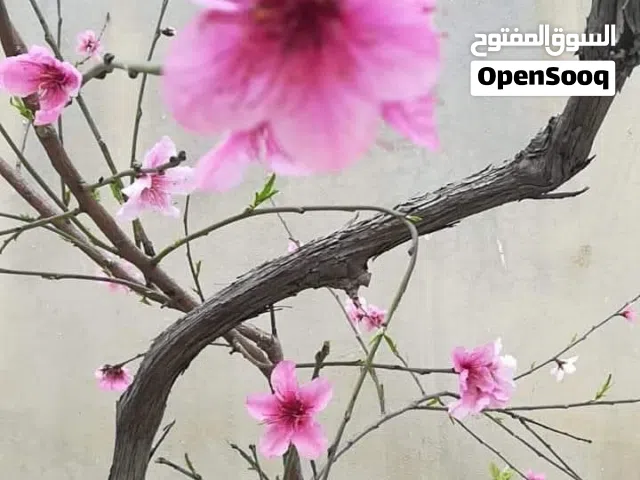 محل للايجار حي الرشيد