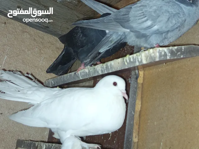 حمام بالوصف