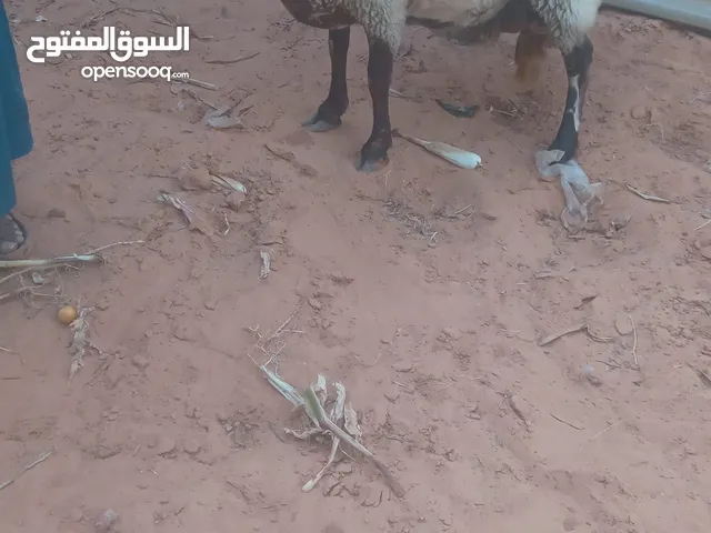 السلام عليكم معزة ربي ايبارك اسمينة بيع 2000