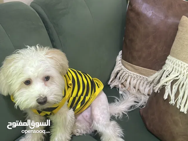 الكلبة للبيع في جده