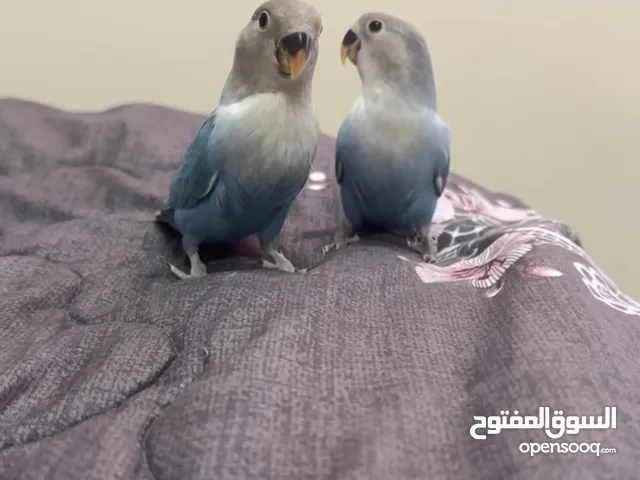 طيور روز اليفه
