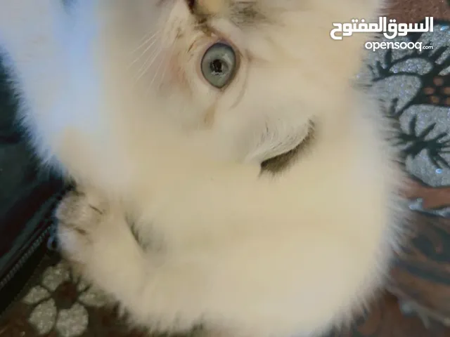 قطط للبيع نوع سكوتش فولد