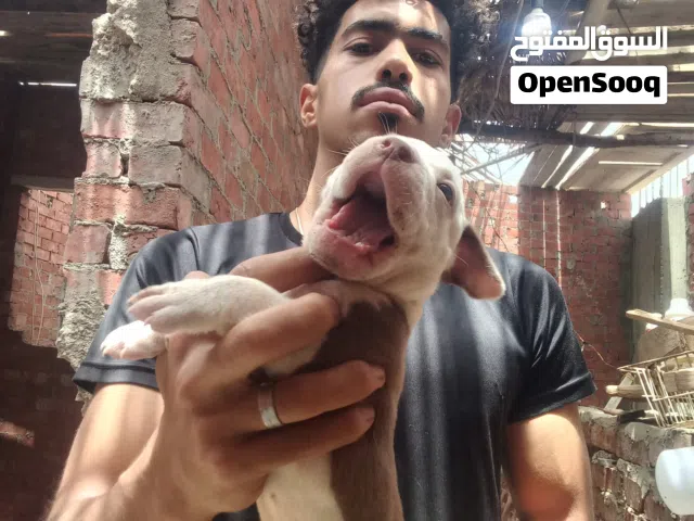 للبيع جراوي بولي عمر 40 يوم