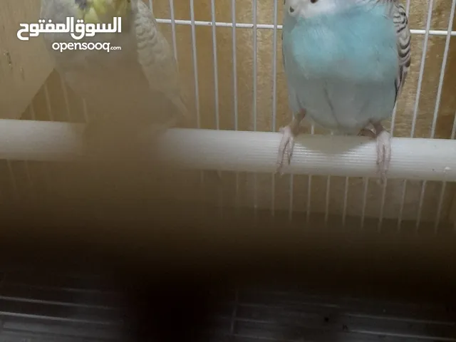 طيور ألحب مع ألقفص
