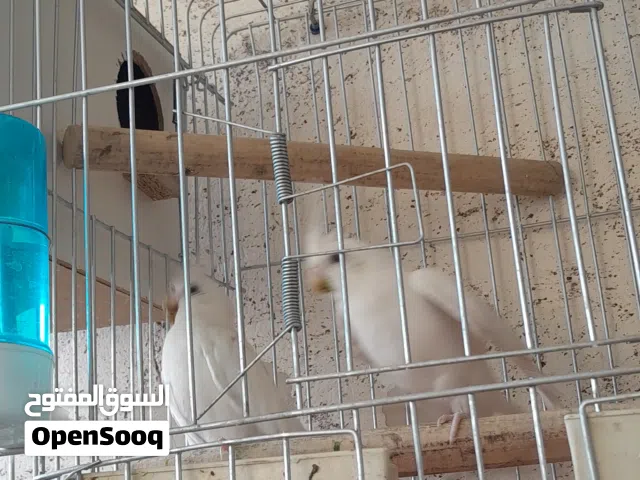طيور كوكتيل البينو إناث عين حمرا عمر سنه ونصف صحه ممتازه حبه طويله